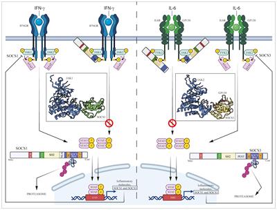 SOCS1 and SOCS3 as key checkpoint molecules in the immune responses associated to skin inflammation and malignant transformation